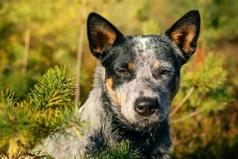 Blue Heeler Growth Chart – How Big Will Your Blue Heeler Get?