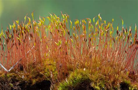 Bryophyte | Definition, Characteristics, Structure, Examples, & Facts | Britannica