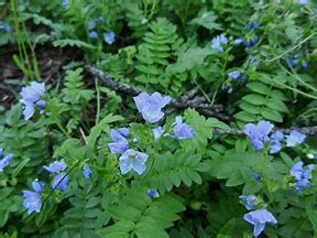 Jacob's Ladder - Kent Conservation District