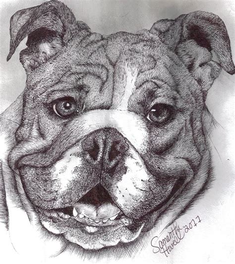 Bulldog Drawing by Samantha Howell