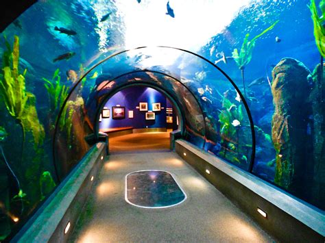 Oregon Coast Aqaurium Halibut Exhibit | Oregon Coast Aquariu… | Flickr