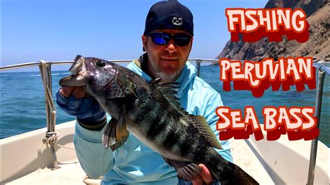 Peru Sea Bass Fishing Highlights - Catching Big Rock Bass Offshore ...