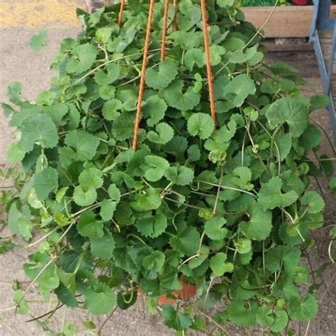 1000 Gotu Kola Seeds, Indian Pennywort Seeds, Centella Asiatica Seeds ...