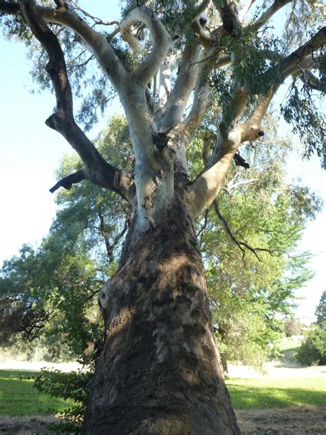 Eucalyptus camaldulensis – River Red Gum | Gardening With Angus