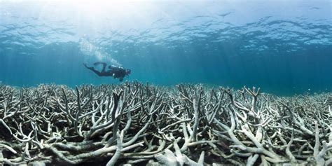 New corals in the Great Barrier Reef on the decline after back-to-back bleaching - NationofChange