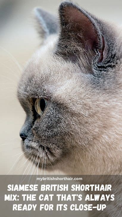 Siamese British Shorthair Mix -15 Feline Facts: Everything You Need To ...