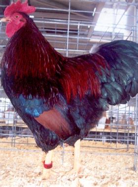 Partridge Plymouth Rock Chicken For Sale | Cackle Hatchery®