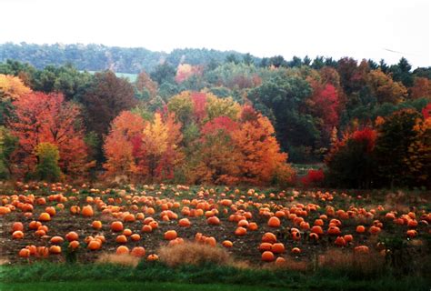 Looks like a good harvest, doesn't it? I wonder if this is a pick your own pumpkin field? Hope ...