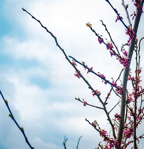 A Tree Branch with Interesting Flowers Stock Photo - Image of leaf, interesting: 145017462