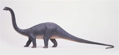 Interesting Facts About Diplodocus