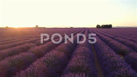 Lavender Field Panoramic