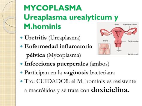 Ureaplasma Urealyticum Treatment