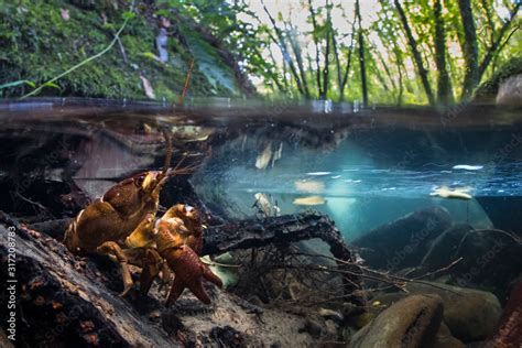 freshwater shrimp Stock Photo | Adobe Stock