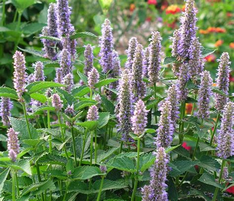 Back to the Basics!: Growing Anise Hyssop from Seed to Harvest