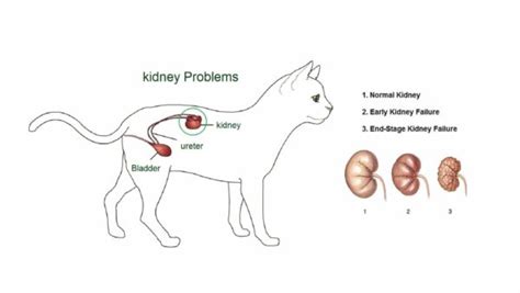 Kidney Disease in Cats | Symptoms & Treatments | Dr. Bill's Pet Nutrition