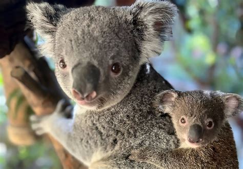 Baby koala emerges from his mom’s pouch at Los Angeles Zoo – Daily Breeze