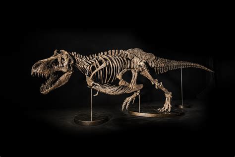 T-Rex Skeleton Shen Expected to Fetch Up to $25 Million at Christie’s ...