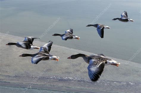 Greylag geese flying - Stock Image - Z828/0426 - Science Photo Library