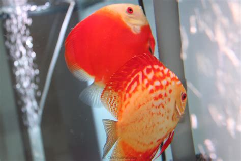 Chicago Discus | Your discus fish specialty store