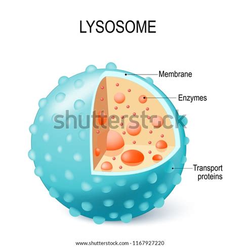 Cells: History, Types and Structures Flashcards - Easy Notecards