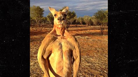 Roger the Ripped Kangaroo Dead at 12