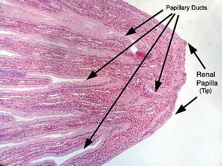 Renal papilla - Location, Function and Pictures | Renal, Pictures, Function