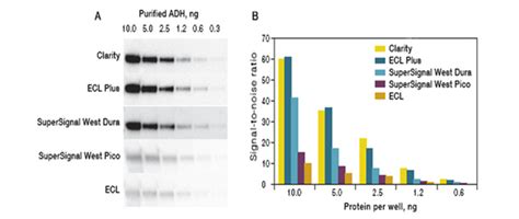 Western blot optimization enhance detection & quantification of low ...