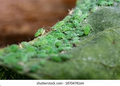 78 Whitefly Natural Enemies Images, Stock Photos & Vectors | Shutterstock