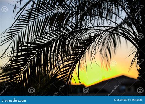 Branches of a Palm Tree at Sunset, a Closeup Shot Stock Image - Image of wallpaper, background ...