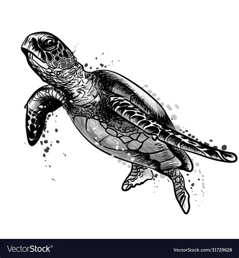 Sea turtle black and white drawing Royalty Free Vector Image