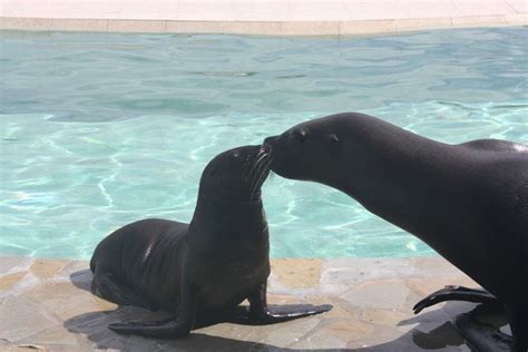 ExcursionPass: Ocean World Sea Lion Encounter