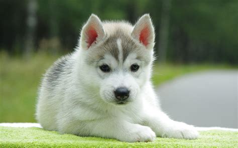 Wolf Puppies Wallpapers - Wallpaper Cave