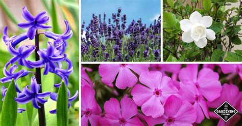 27 Best Fragrant Flowers to Grow in Your Garden - Gardening Channel