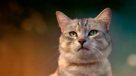 cat, Eyes, Pet Wallpapers HD / Desktop and Mobile Backgrounds