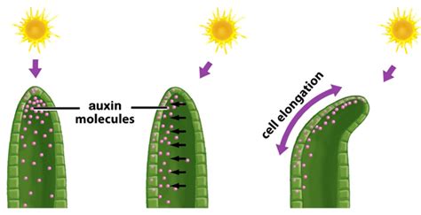 What is phototropism? Show phototropism in plant with the of a labelled diagram.