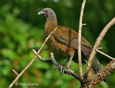 Variety of Life: Cracidae