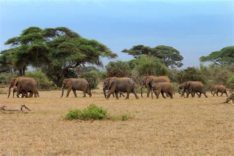 Elephants in Amboseli National Park Stock Photo - Image of safari, herd: 85761740