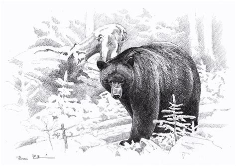 Black bear Drawing by Zoltan Boros - Pixels