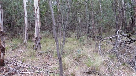 Mapping Bettong habitat at Tidbinbilla | Biodiversity Conservation