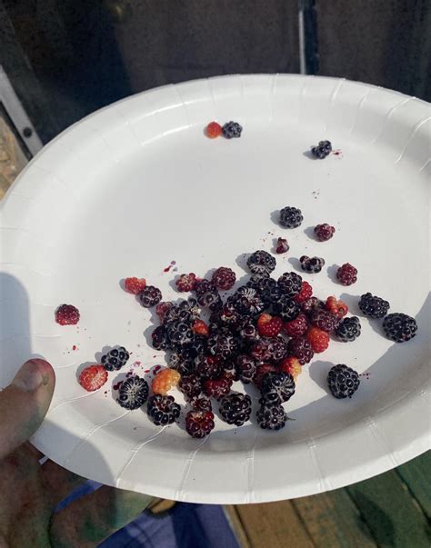 Blackberry Harvest 2017 : r/gardening