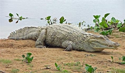 Orinoco Crocodile (Crocodylus intermedius) The population is very small ...