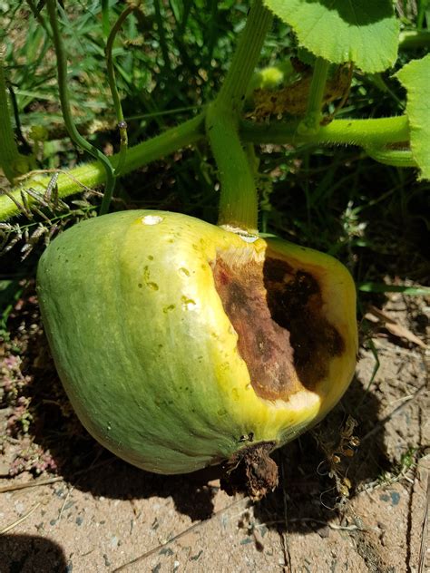 Pumpkin damage - Self Sufficient Culture