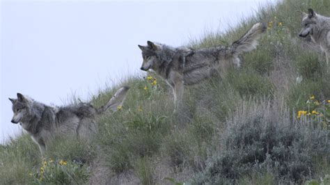 River of No Return | Gray Wolf Fact Sheet | Nature | PBS