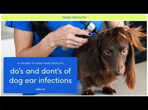 How to Help & What Not to Do When Treating a Dog Ear Infection [Expert ...