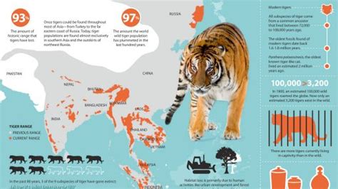 Siberian Tiger Quest | Infographic: All About Tigers | Nature | PBS