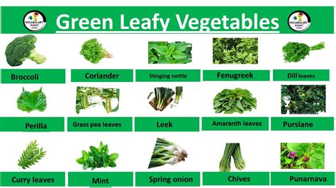 green leafy vegetables names in english pdf Archives - Vocabulary Point