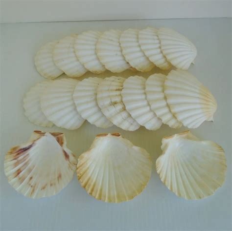 Scallop Sea Shells, 3.5 to 4 inches, 17 pcs for Crafts, Baking, Decor