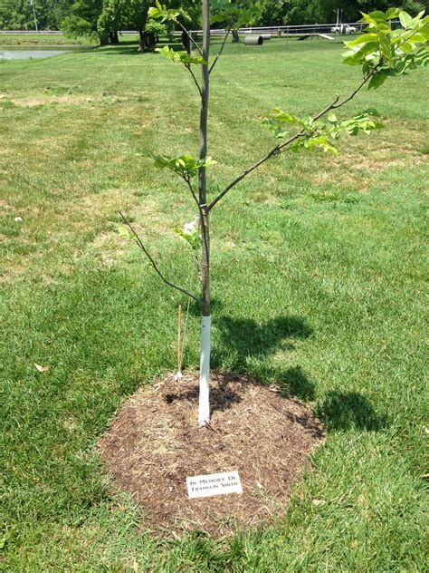 Memorial Tree Program – The City of Carlyle, Illinois | Carlyle Lake ...