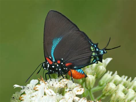 Great Purple Hairstreak - Alabama Butterfly Atlas