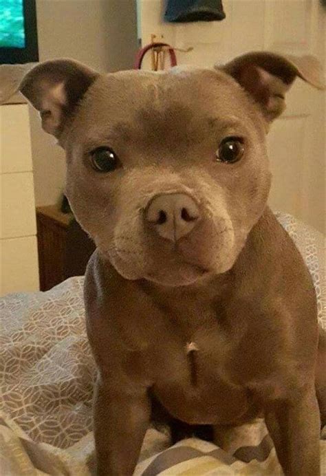 Dogs : 20 Cute Pitbull Dog Puppies | Pitbull dog puppy, Cute baby animals, Cute animals